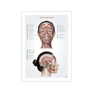 Facial muscles in women, anatomy poster 50x70mm