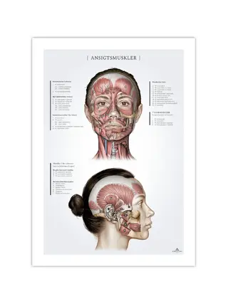 Facial muscles in women, anatomy poster 50x70mm