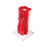 Muscle knee model in 12 parts
