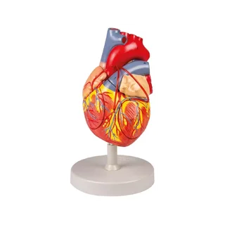Heart with bypass, 2x natural size, 4 parts