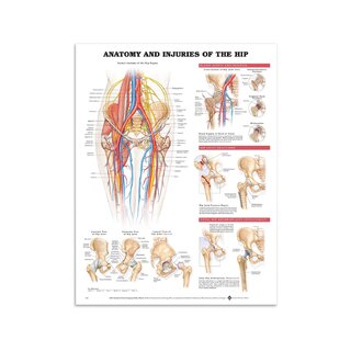 Anatomy & Injury in the hip joint in English