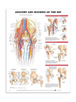 Anatomy & Injury in the hip joint in English