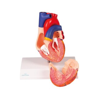 Heart model, life size, 2 parts