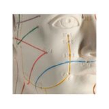 Acupuncture Model 70 cm - Female