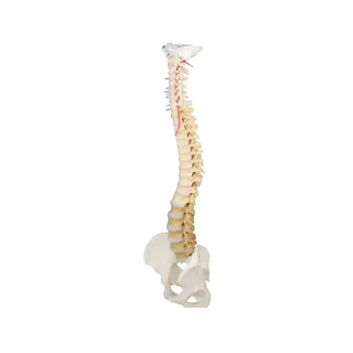 Spine with pelvis, vertebrae didactically colored