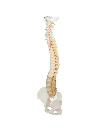 Spine with pelvis, vertebrae didactically colored