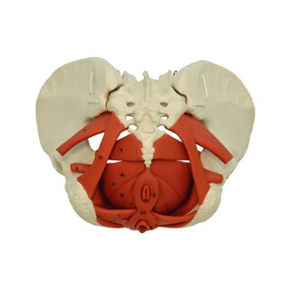 Female pelvis model with pelvic floor