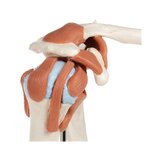 Flexible shoulder model with ligaments and colored joint surfaces