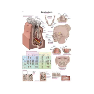 Poster Dental Anatomy 50x70cm