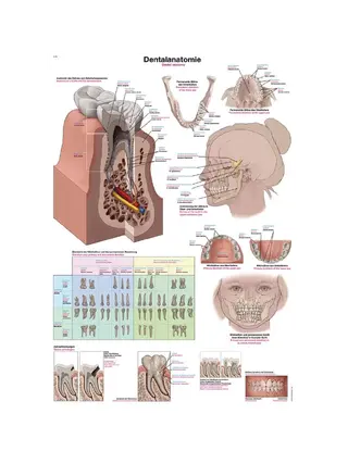Poster Dental Anatomy 50x70cm