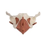 Female pelvis model with 12-part pelvic floor
