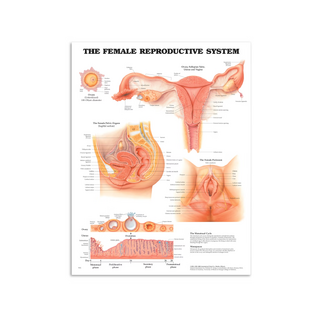 Female genitalia poster