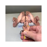 Brain model in 8 parts on stand