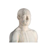 Acupuncture model 70 cm for professional use