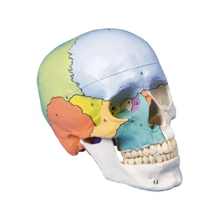 Skull model 3-part didactically painted