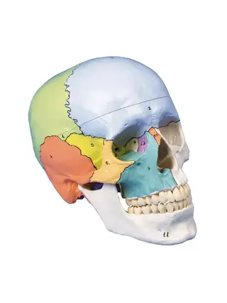 Skull model 3-part didactically painted