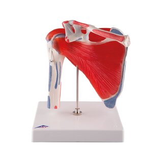 Moving shoulder model of shaft with muscles, in five parts