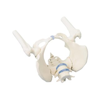 Female pelvis with sacrum, 2 lumbar vertebrae and femoral stumps