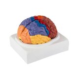 Educational colored brain model in two parts