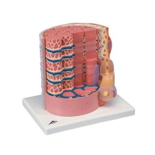 Extremely detailed model of a muscle fiber
