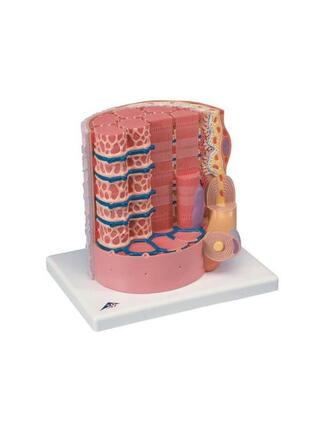 Extremely detailed model of a muscle fiber
