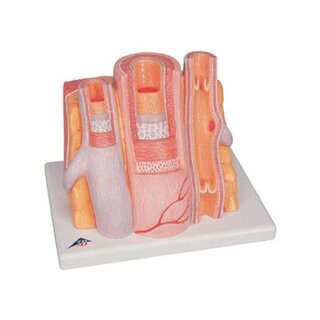 Mikroanatomie - Arterie und Freund