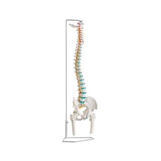 Flexible vertebral column with femoral heads