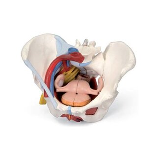 Female pelvis with ligament and detailed pelvic floor in six parts