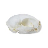 Cat Skull (Felis Catus)