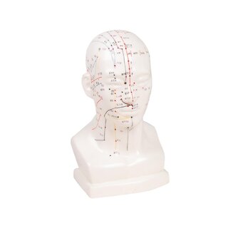 Chinese acupuncture head