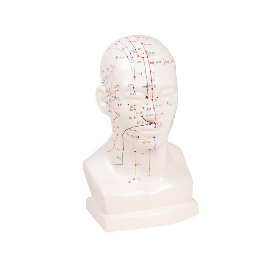 Chinese acupuncture head