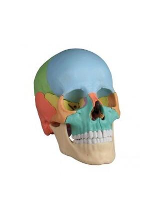 Osteopathic Cranium model, 22 PART, DIDACTIC VERSION