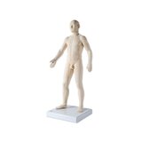 Acupuncture model 70 cm for professional use