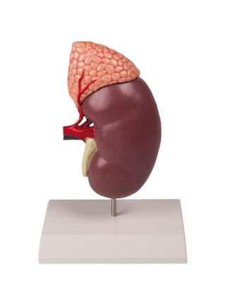 Kidney with adrenal gland in two parts
