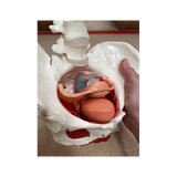 Female pelvis with muscles, uterus & bladder
