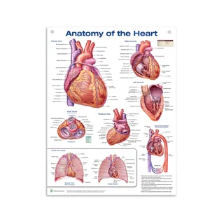 Heart Anatomy Laminated Poster English (Anatomy of the Heart)