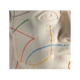 Acupuncture model 70 cm for professional use