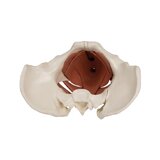 Female pelvis model with 12-part pelvic floor