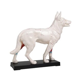 Acupuncture dog model