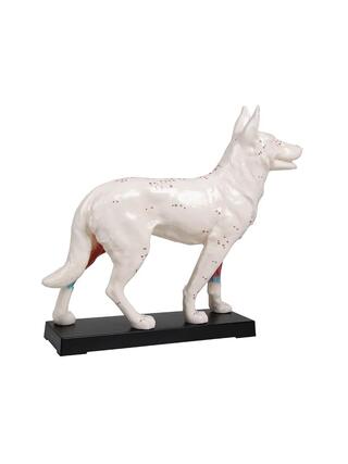 Acupuncture dog model