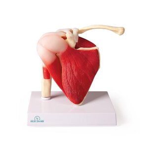 Shoulder model with muscles and ligaments