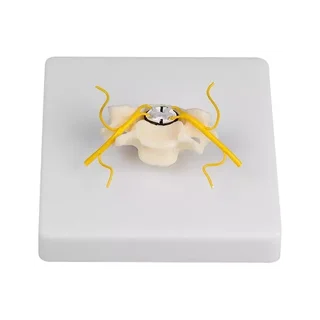 Vertebra with spinal cord section