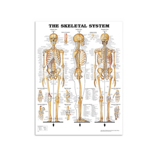 Anatomy posters - Skeleton