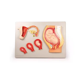 4 stages of fertilization