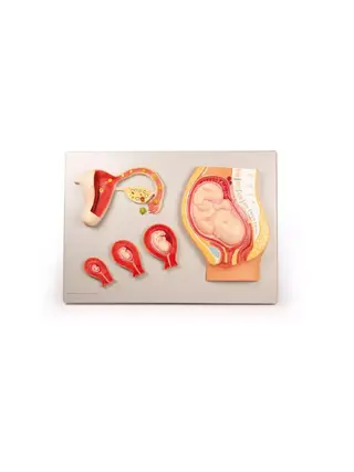 4 stages of fertilization