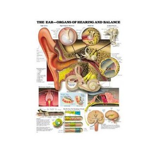 Ear anatomy, hearing and balance function laminated poster English
