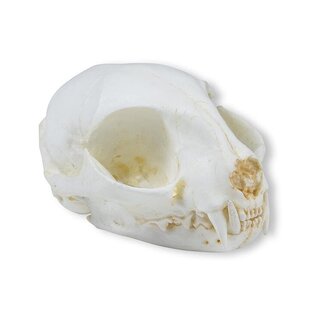 Cat Skull (Felis Catus)