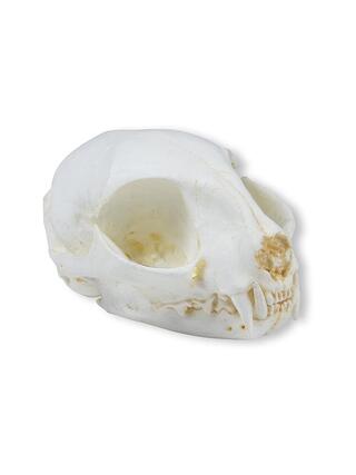 Cat Skull (Felis Catus)