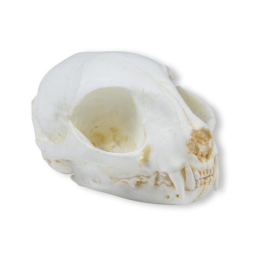 Cat Skull (Felis Catus)