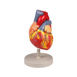 Human heart, 2x natural size, 4 parts